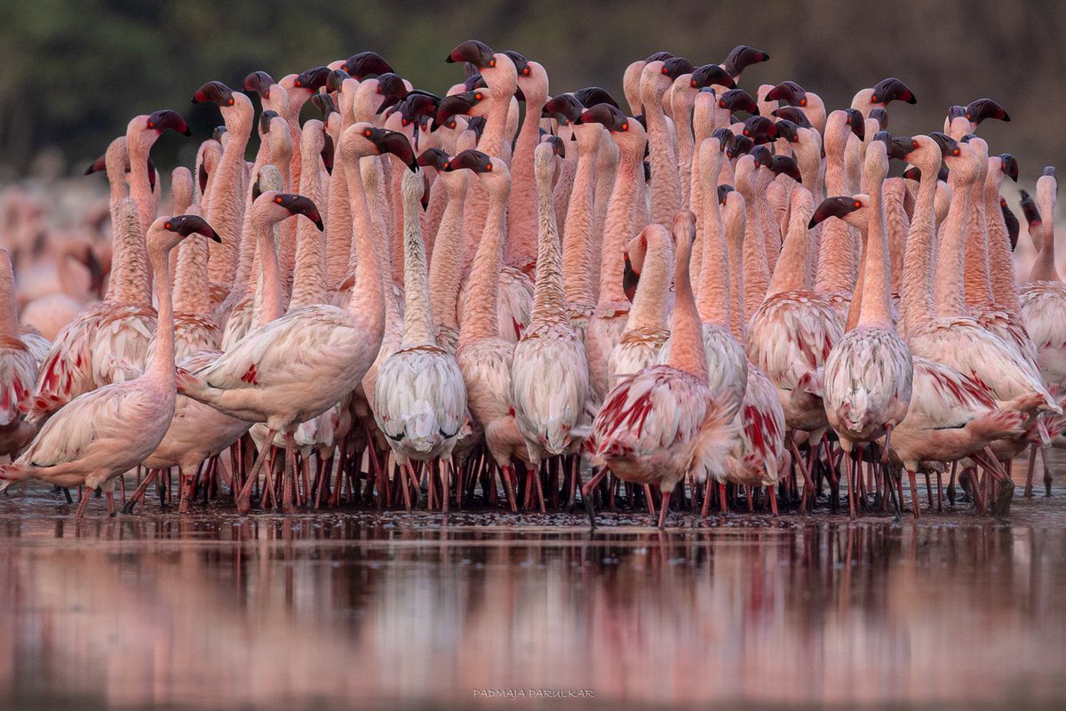 Padmaja Parulkar tweet media