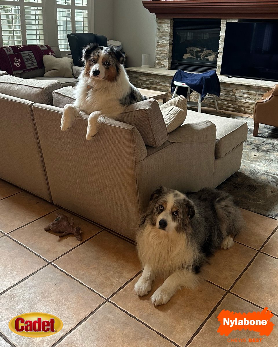 Cal Baseball tweet media