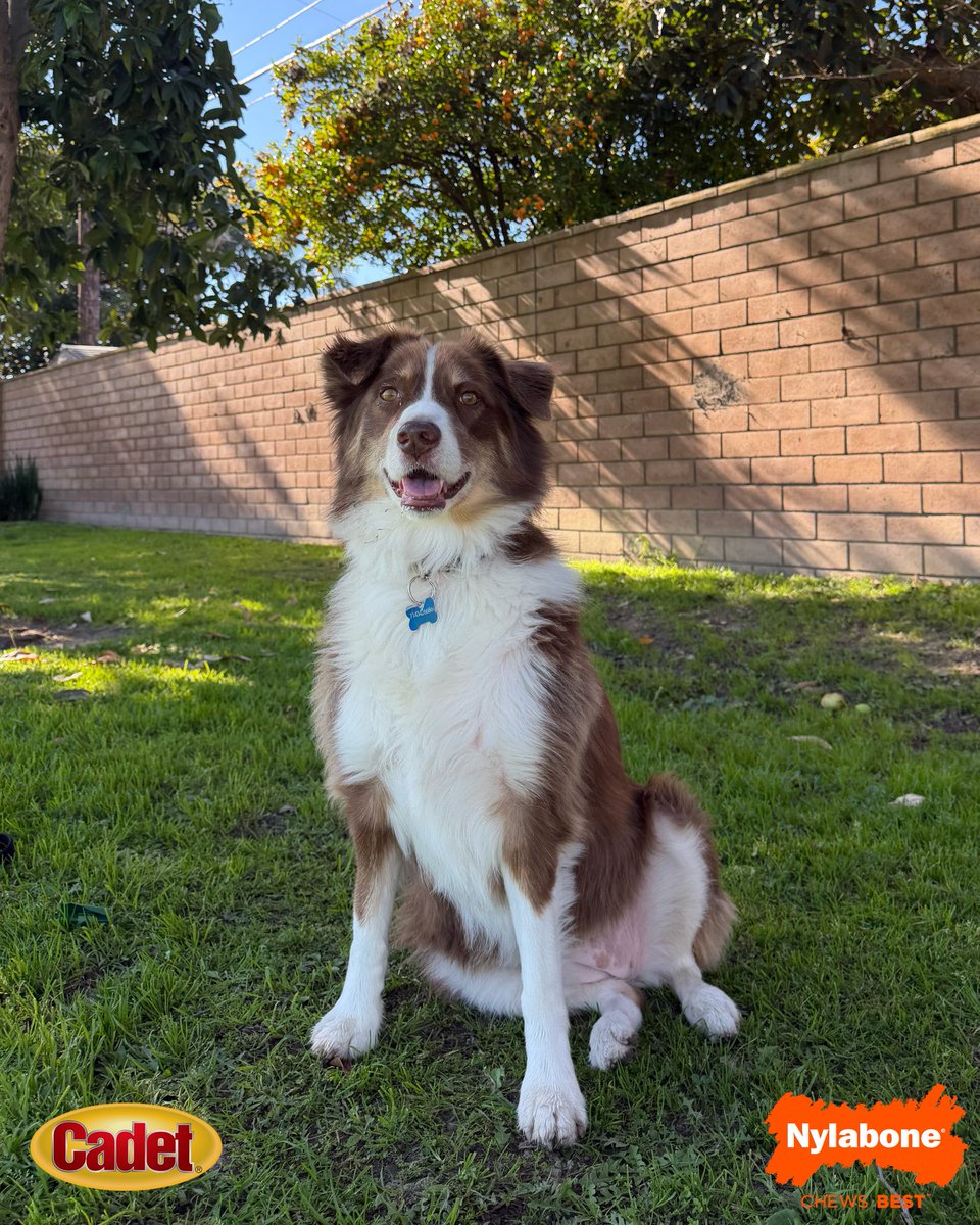 Cal Baseball tweet media