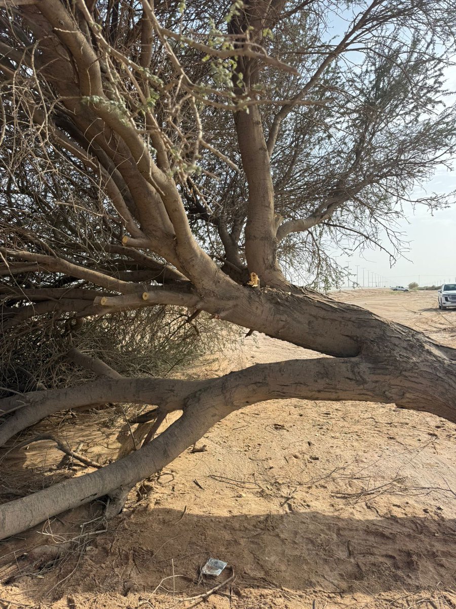 جمعية حماية البيئة بالدوادمي tweet media