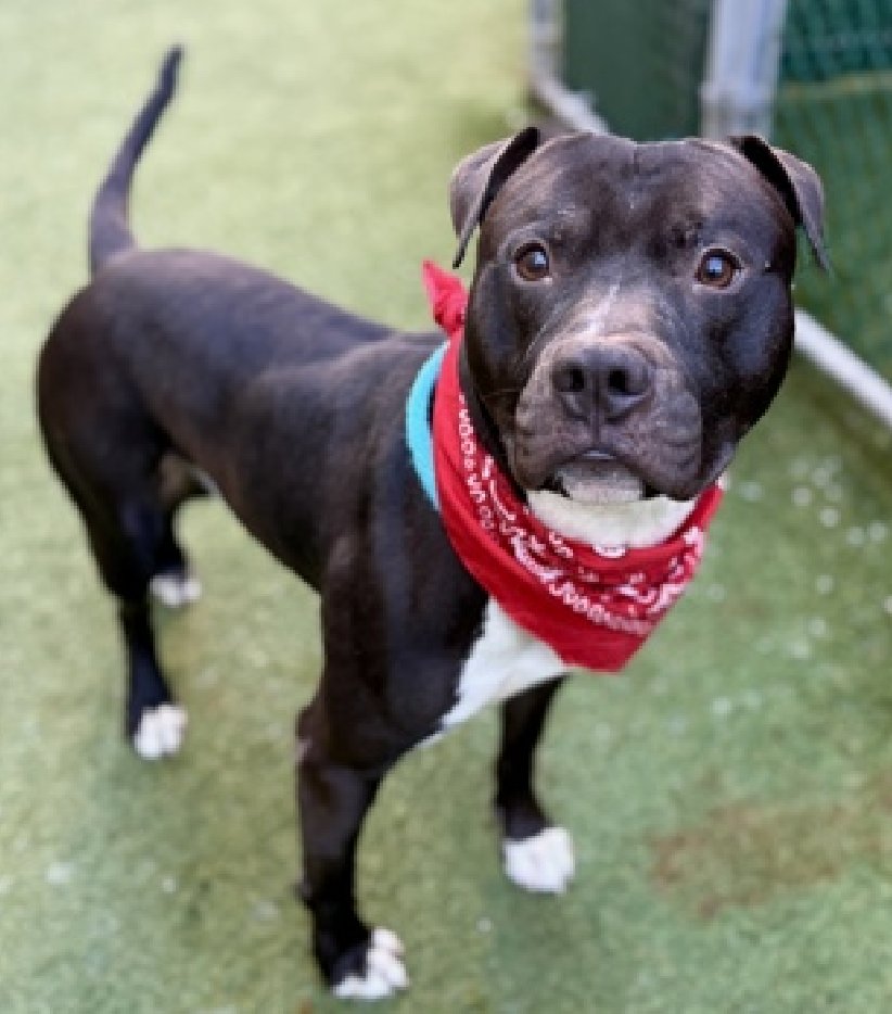 NMBewitched's tweet image. Shit!!! 
Heartbroken over Storm 

#NYCACC gives a Death Call for Torwen 
The King of #MACC 
TBK💉 4/21 
nycacc.app/#/browse/242951 
136 Days in a cage 
You FAILED to do your job🔥

Favorite🏆💝
Yes, frustrated after being locked away for so long.
This 2yr old does not get enough