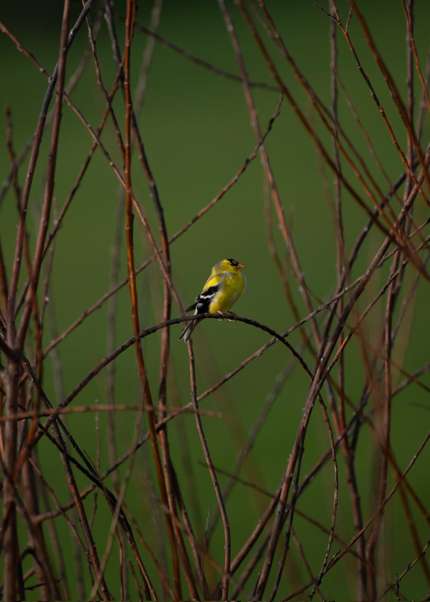 n0thing_man_ tweet media