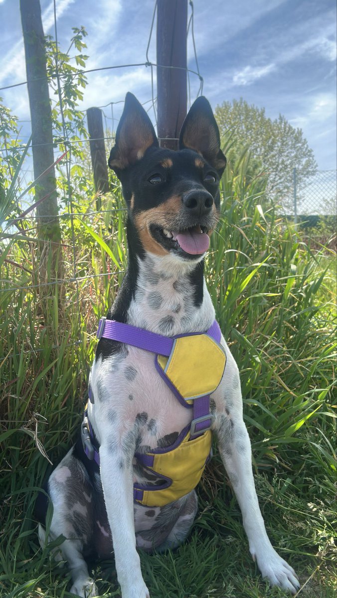 KatySnchez's tweet image. Y seguimos luciendo tipo😄 Soy muy guapa  #mascotas #hacerfotos #perros