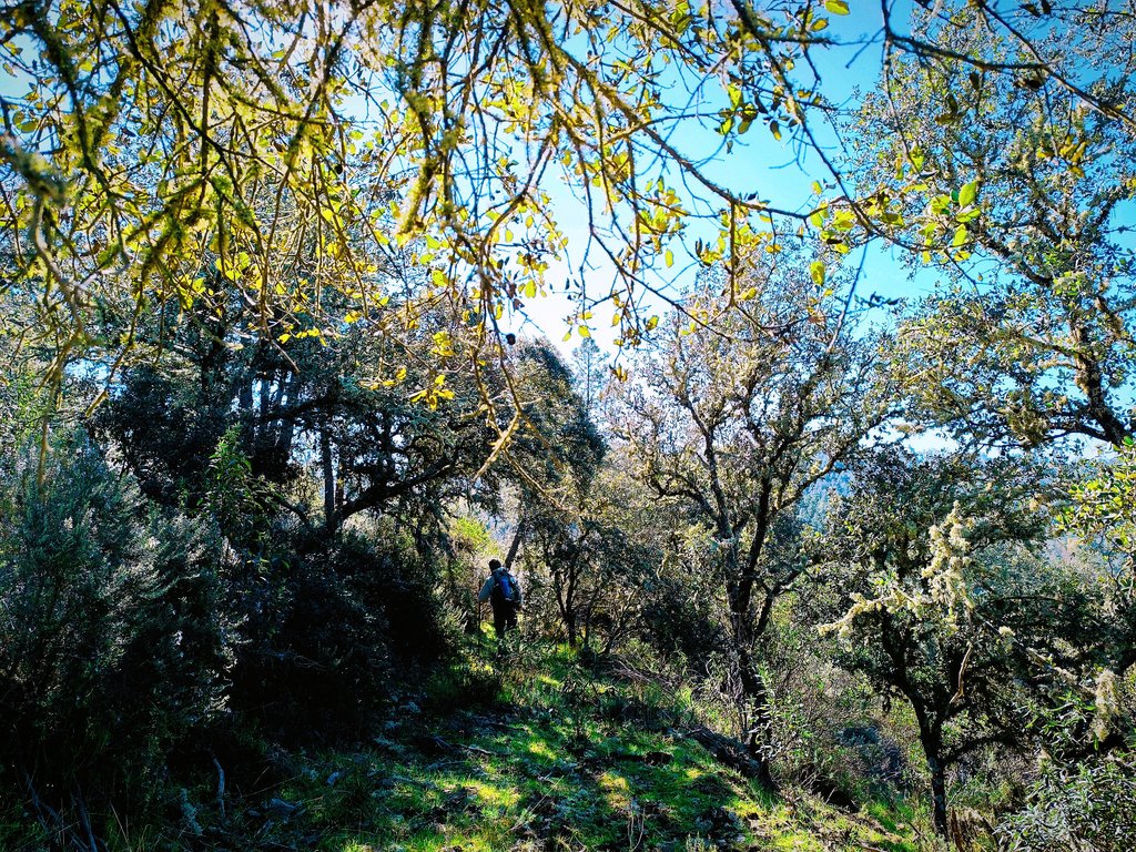 Elcaminante tweet media