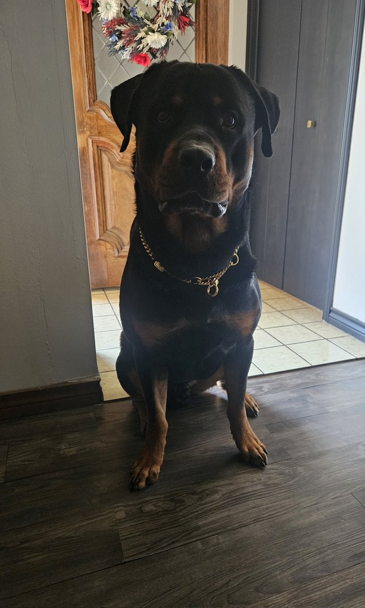 TheOgBunnny's tweet image. Birthday Boii waiting on #Chewy delivery  #Rottweiler #dogmom #spoiled #AKC 🎁🎂🐶🦴👀 2 year old
