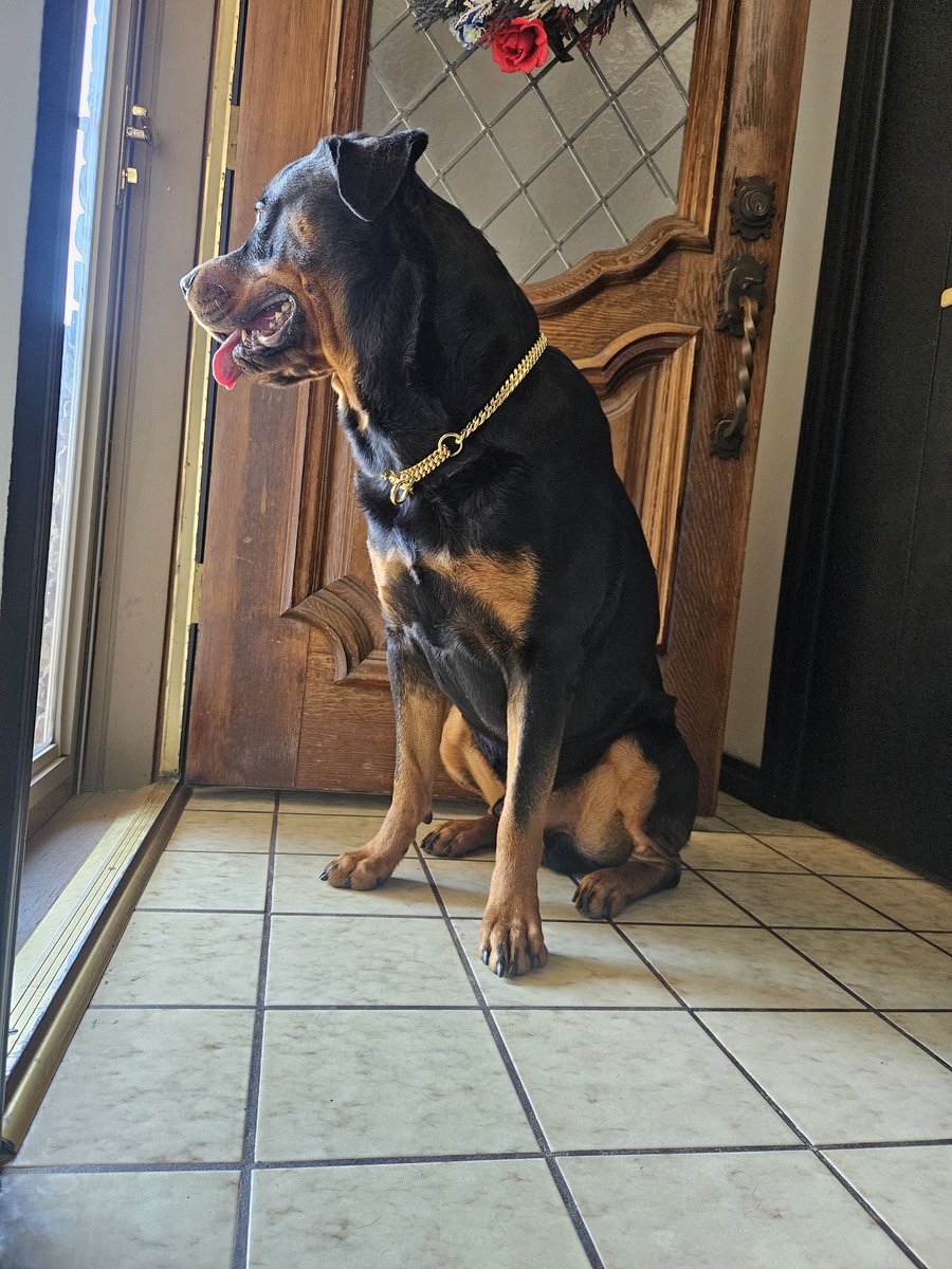 TheOgBunnny's tweet image. Birthday Boii waiting on #Chewy delivery  #Rottweiler #dogmom #spoiled #AKC 🎁🎂🐶🦴👀 2 year old