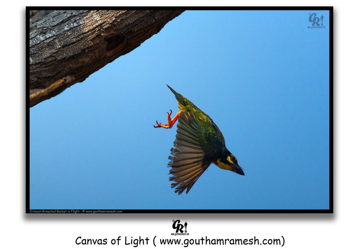 gouthamphoto's tweet image. Crimson  Barbet in Flight : 

"Every nest is a beginning, not a boundary."

#CrimsonBarbet #BirdPhotography #WildlifePhotography #Nikon #NikonIndia
