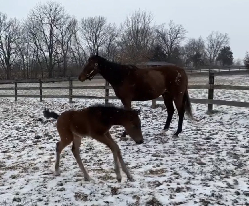 GlammaSooz tweet media