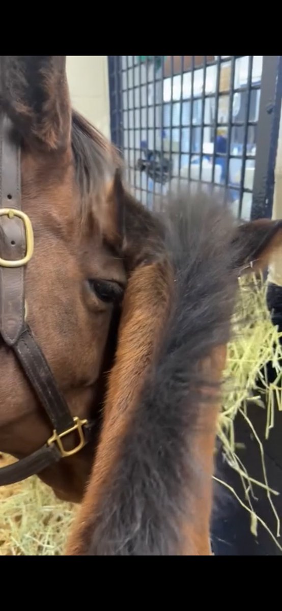 GlammaSooz tweet media