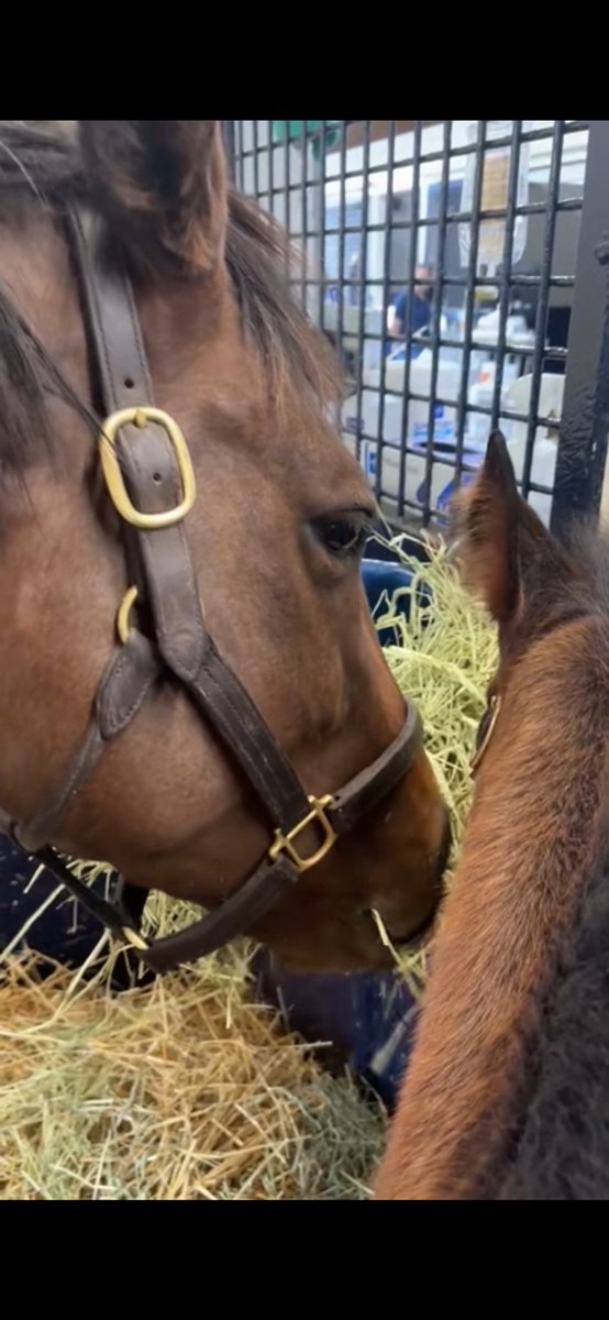 GlammaSooz tweet media