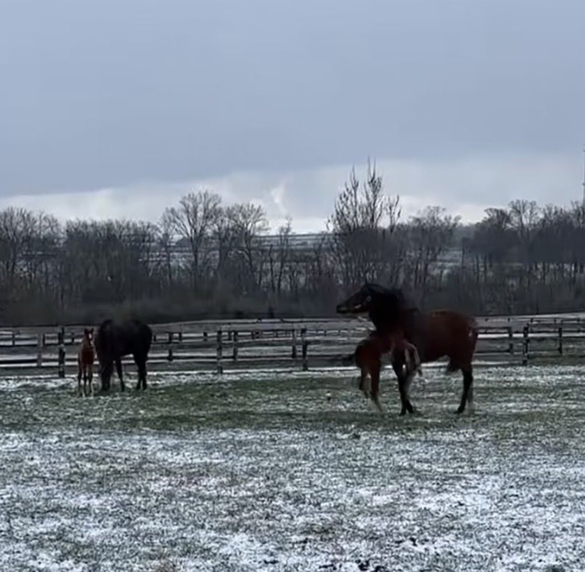 GlammaSooz tweet media