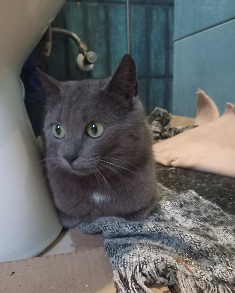 хлібиночка впала і лежить 😭

(вона сама обрала це місце, простору 2*3 квадрати не рахуючи ванни та підвіконня)

заберіть хлібиночку, стерильна, вакцинована, ніжна, лоток перфектно, доставку з Хмельницького придумаємо