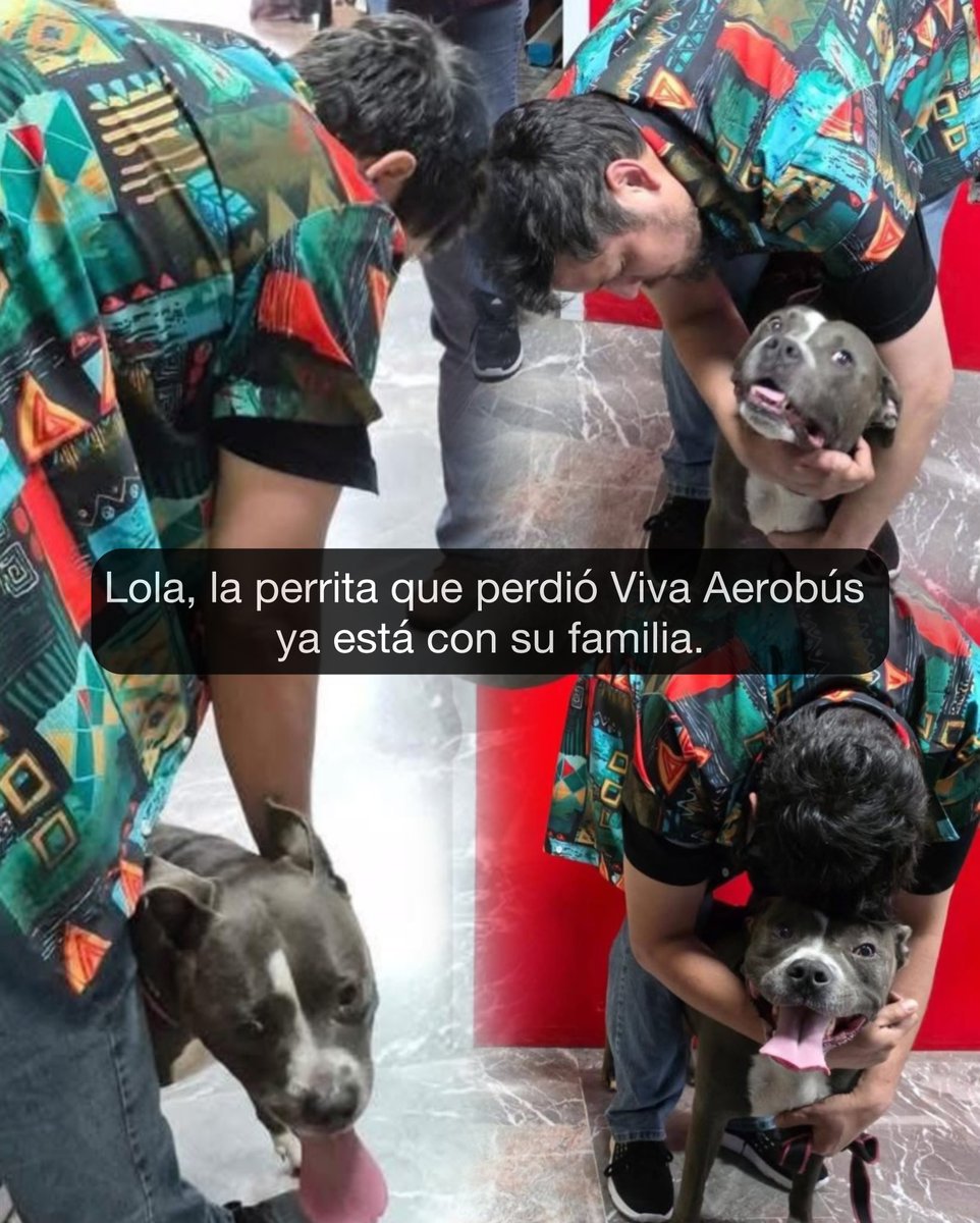 DanielAndradeTV's tweet photo. #Tijuana | Lola, la perrita que perdió Viva Aerobús en el Aeropuerto de Tijuana ya fue localizada y entregada a sus dueños. https://t.co/8qntLjb4tK