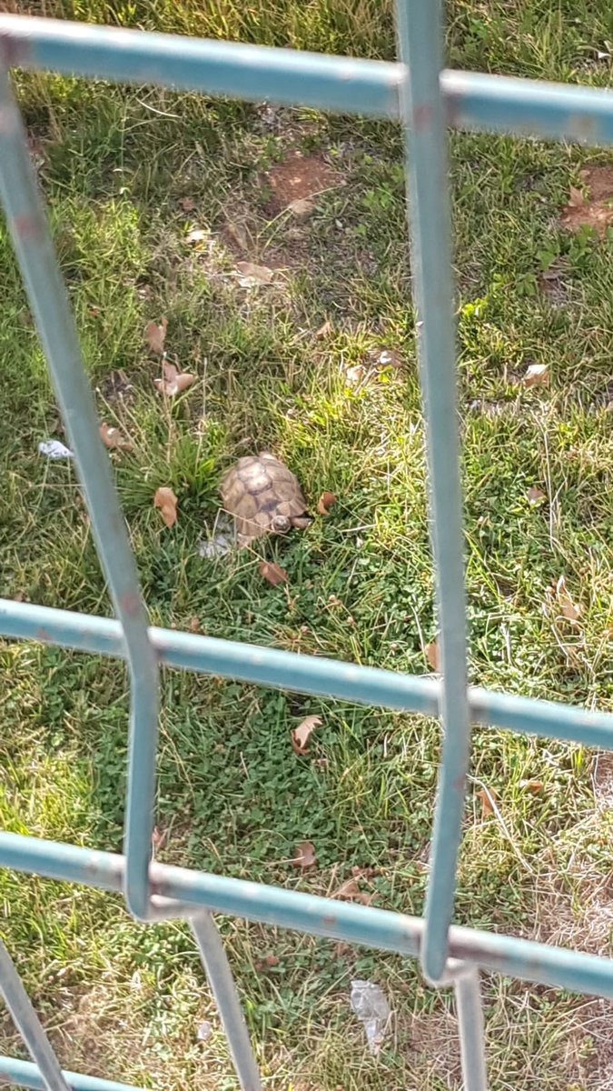 Erva Sude tweet media