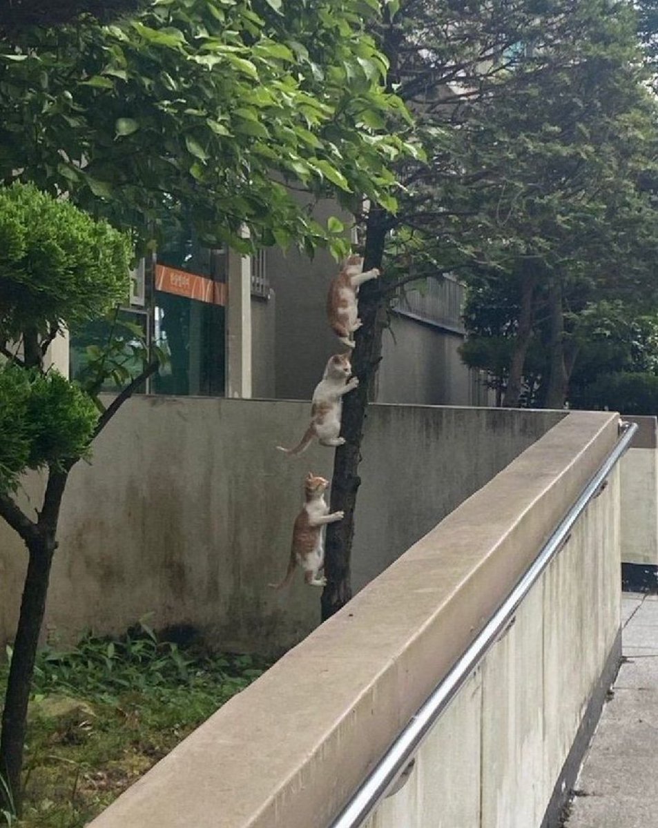 癒しの動物 tweet media