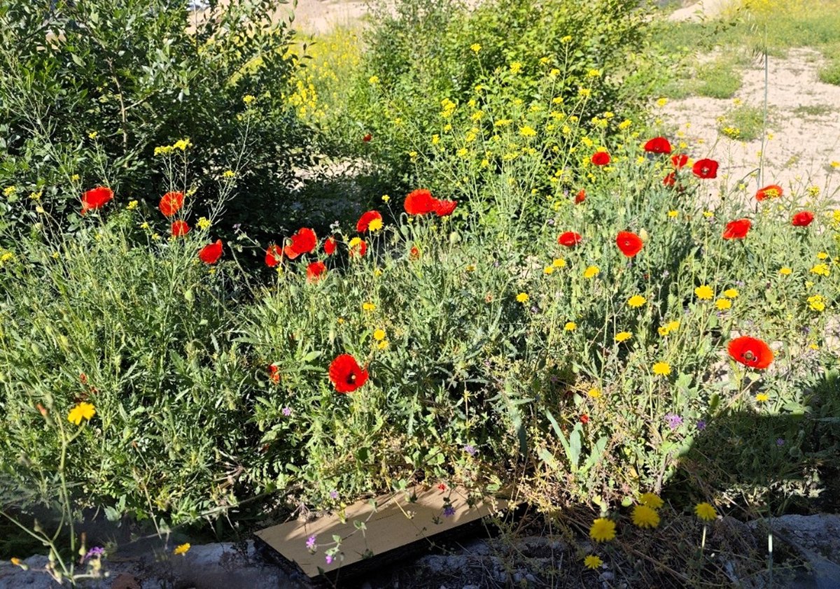 KatySnchez's tweet image. "Flores que hablan sin palabras." amapolas y caléndulas silvestres Mezcla de amarillo y rojo #campo #amapola #flores #hacerfotos