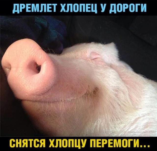 Ромашка tweet media