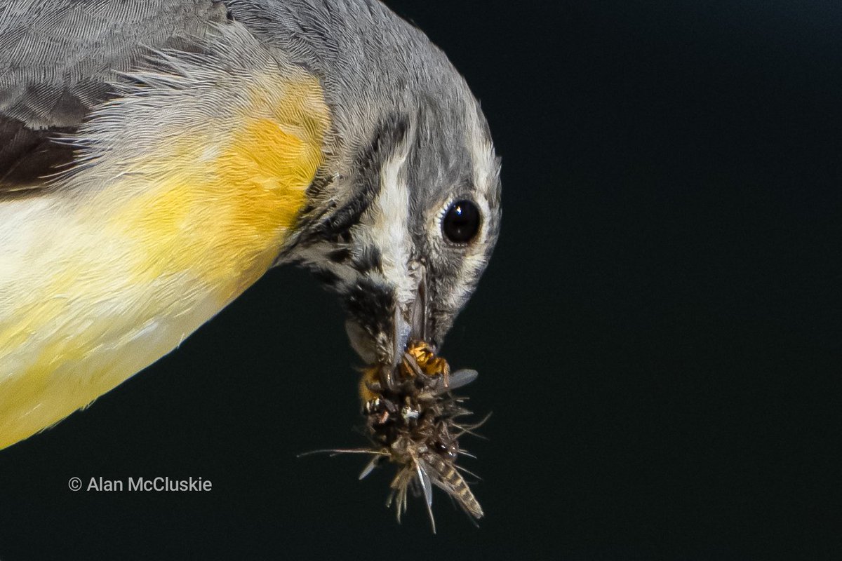AlanMcCluskie's tweet image. #greywagtail gathering snacks
#birdphotography