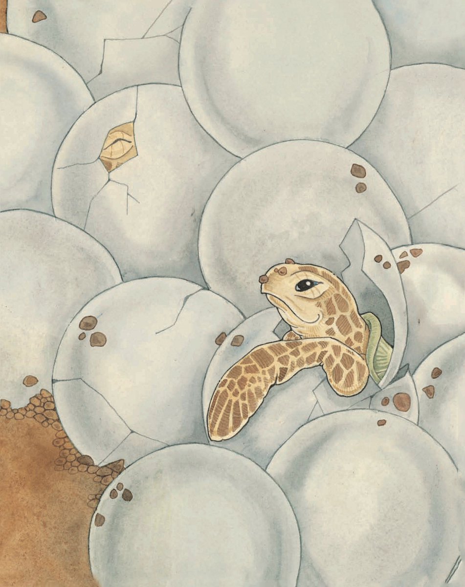 stephanietara's tweet image. 💛OUT OF THE EGG—bravo baby turtle!💛
🌟Triumphant~USAToday
🌟Gorgeous watercolors~Kirkus
🌟Sweet~HuffP
🌟Captivates~NYT
🌟Onomatopoeia~PW
🌟Courageous~SFGate
🌟Serenades~NGeo
🌟Bravo~WWF
🌟Tranquil~ALA
📚Amazon.com/dp/0989433404
#kidlit #kidlitart #picturebooks #ChildrensBooks
