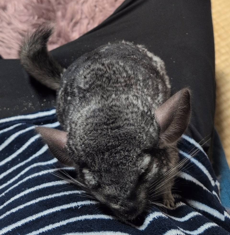 ずぼら民とチンチラ tweet media