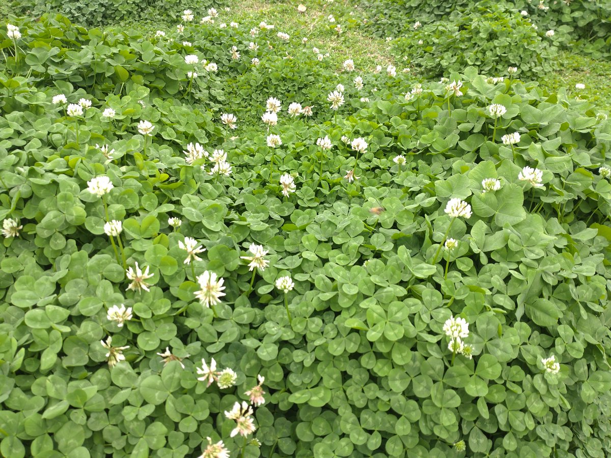 胡 静美 tweet media