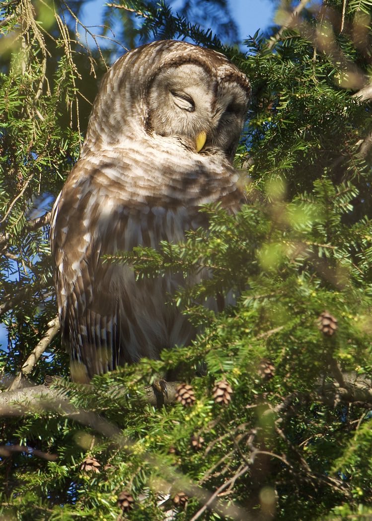 RoppityPhotos's tweet image. This Sunday is not a fun day.  #Rain #BarredOwl #Owls #Wildlife #WildlifePhotography #Harry #Nature #NaturePhotography