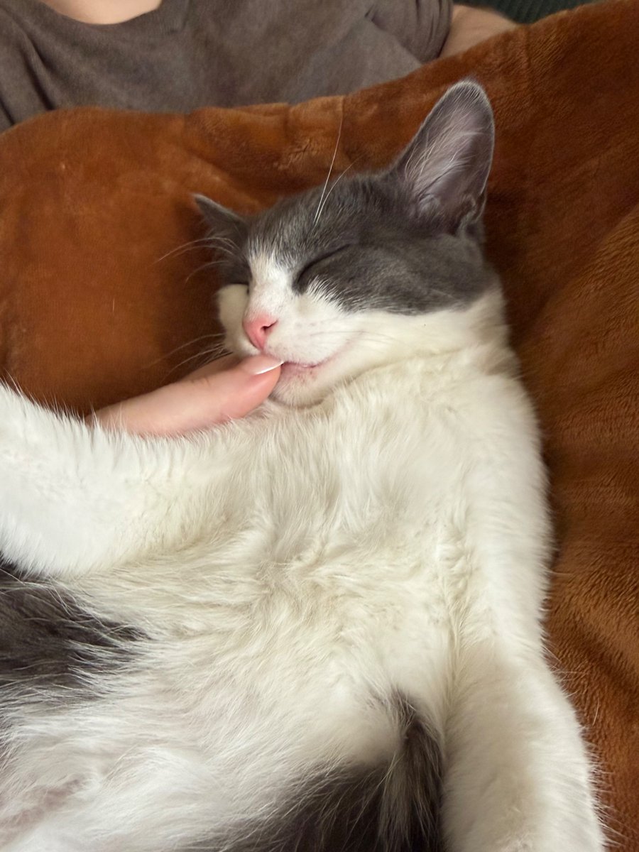 GadgetGizmoVT's tweet photo. Weiner fell asleep biting my thumb 🥹😭 https://t.co/NtmpnevoqB