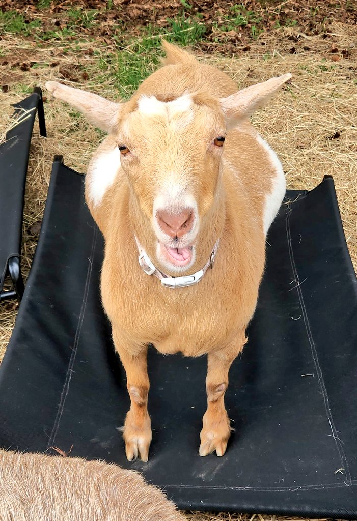 WinstonThatche4's tweet image. Mom is making sure to get thank yous out on PayPal today. Some may be asked to tell their X names. She really doesn't want to use your real name if possible on the contest😊 We are picking 3 winners next Sunday! You have this week to enter. We can send to anyone anywhere on