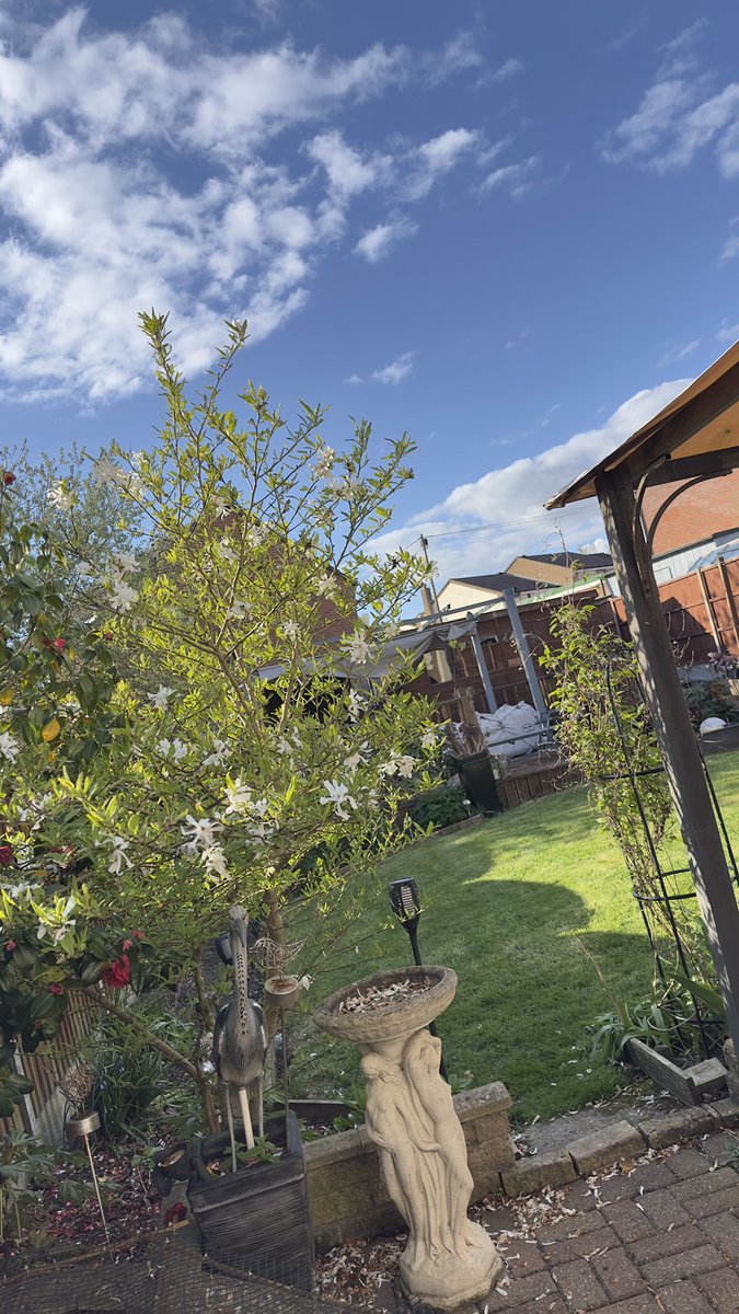 ShaunAshmore2's tweet image. Another lovely day in the garden weed killing and sorting the pond out 🤢 time for a small wine before tea 🍷 #livingthedream #happyplace #pottering #gardenhappy #gardening #gardensoftwitter #gardenlife