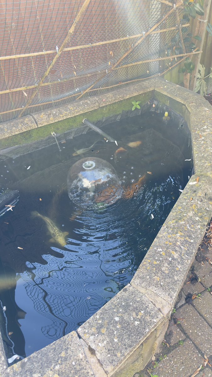 ShaunAshmore2's tweet image. Another lovely day in the garden weed killing and sorting the pond out 🤢 time for a small wine before tea 🍷 #livingthedream #happyplace #pottering #gardenhappy #gardening #gardensoftwitter #gardenlife