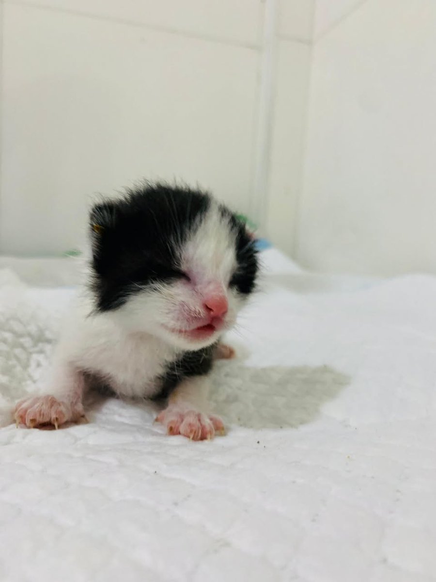 Kabul Small Animal Rescue tweet media