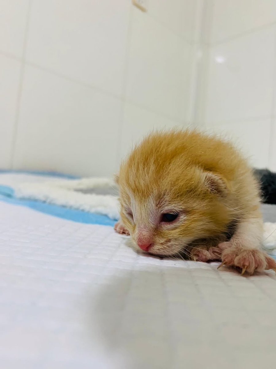 Kabul Small Animal Rescue tweet media