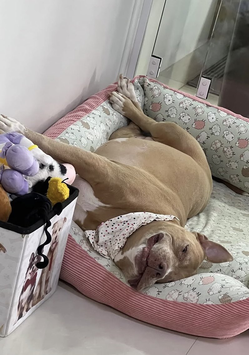 Aquela preguiça…..  É domingo ! 🐶😍

#DomingoLigaDaJusticaSDV