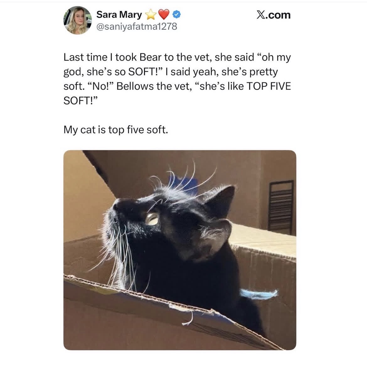 cats with powerful aura tweet media