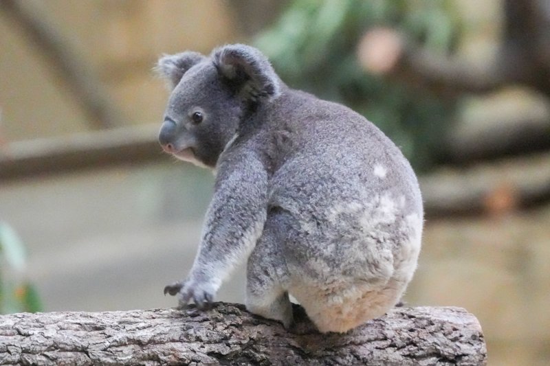 ContextKoalasJP's tweet image. #koala