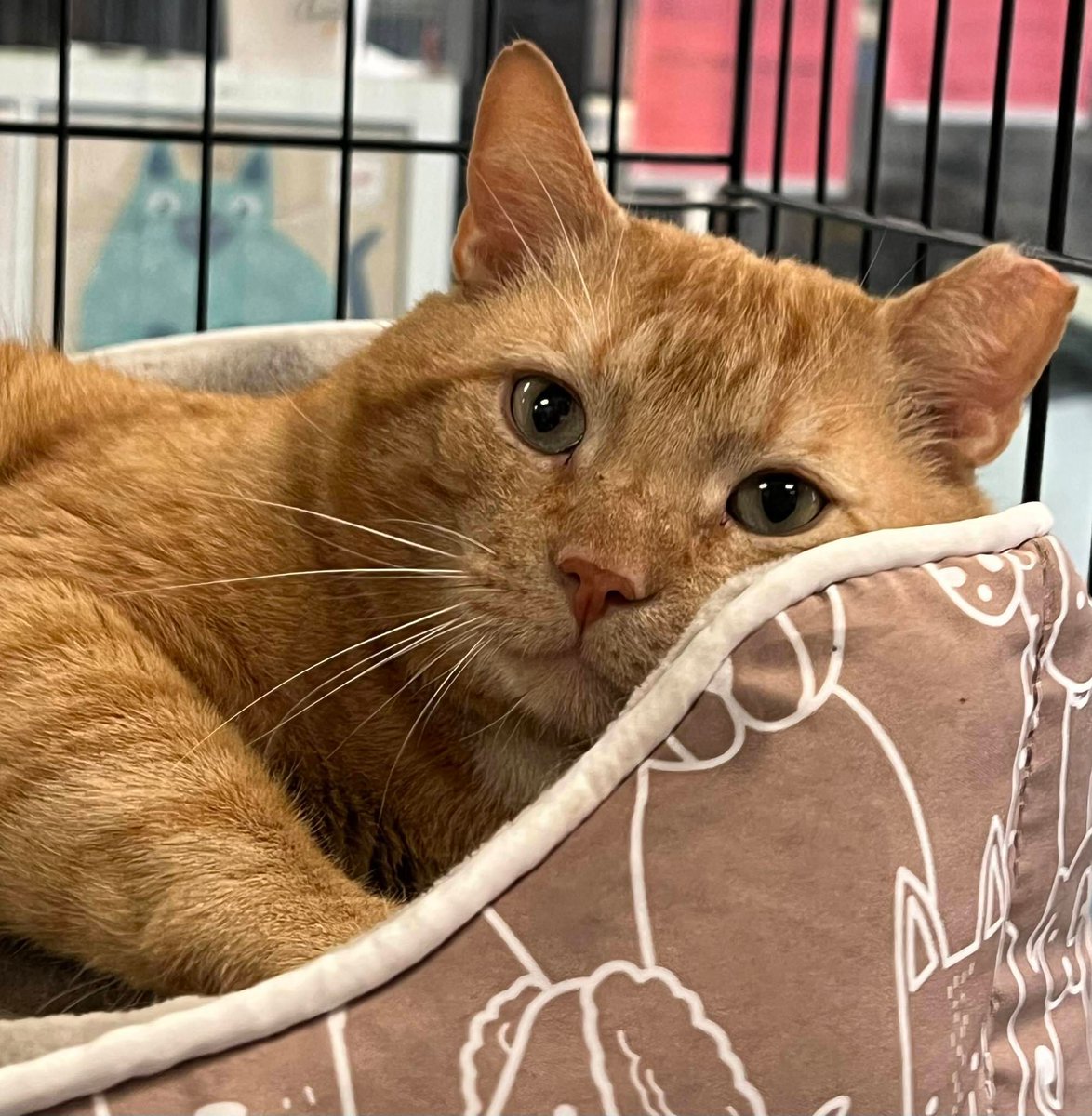 SistersInBiz's tweet image. LOST CAT
“JD”
Neutered Male
Shorthair, Orange Tabby
4/15/2026
River Street area
#WestWarwick #RI
Sweet but shy…may run if approached
Message here if spotted: buff.ly/TUQCxWP 
#Rhodeisland #Lostcat