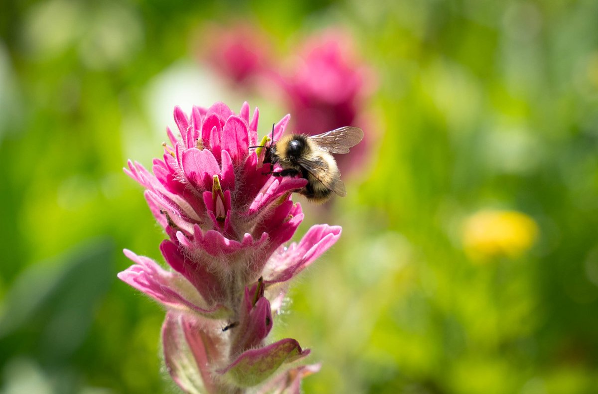 Kyle Brittain tweet media