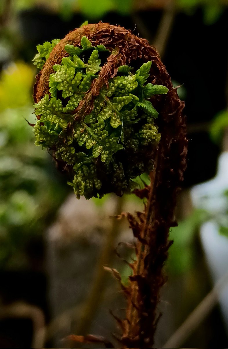 SewellLeigh's tweet image. Legally Frond 👀😁

#sundaymorning #macro #nature #naturephotography #naturelovers #woodland