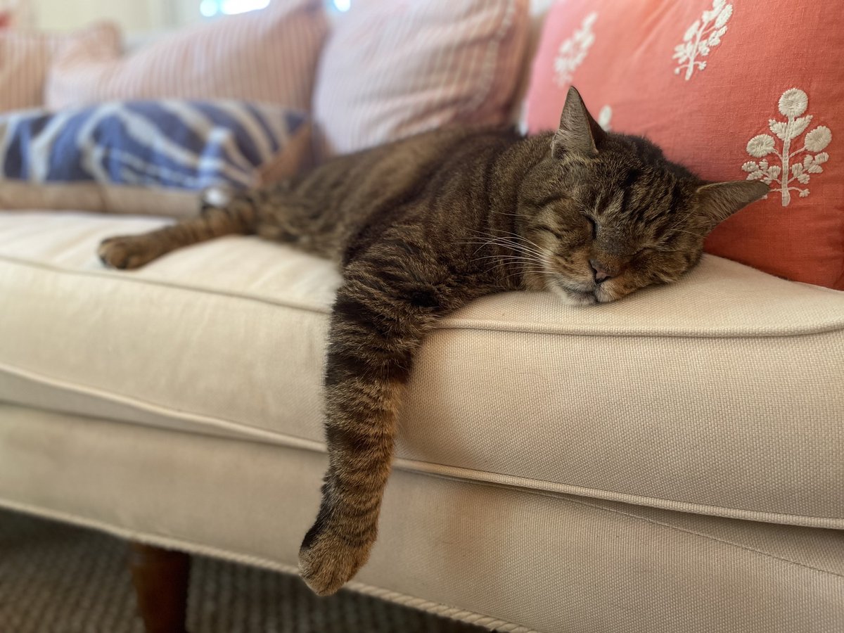 oldtownmanorkw's tweet image. Nothing wrong with a lazy Sunday at Old Town Manor! 😽
.
.
.
#oldtownmanor #keywest #petfriendly #bedandbreakfast #florida #greenhotel #boutiquehotel #historicinn #keywestvacation #keywesthotel