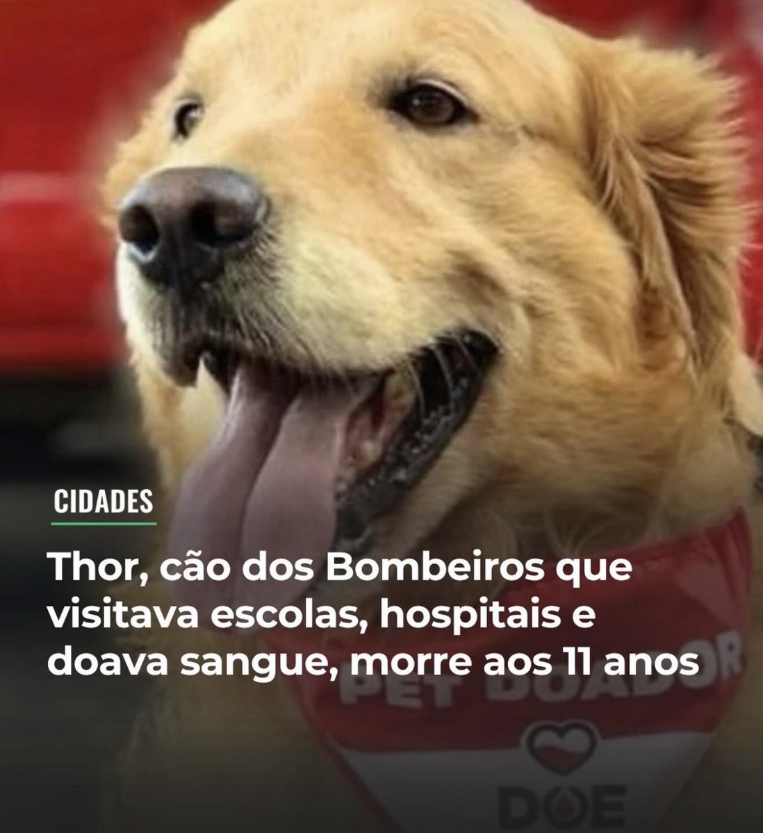 Thor, um verdadeiro herói! 🥺🙏

Que ele descanse em paz!