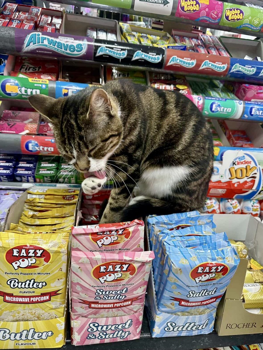 Bodega Cats tweet media