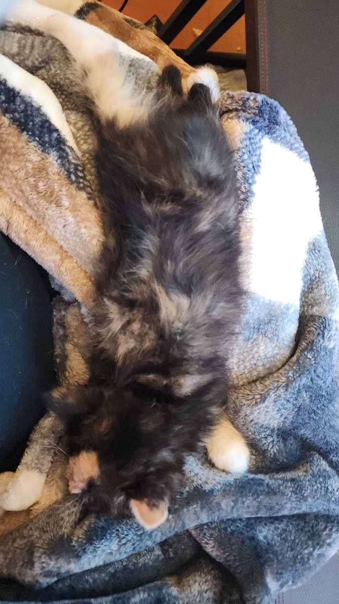 ChickenDeFox's tweet photo. Are new little baby slumped the fuk out lol, her names is Caramel https://t.co/ghov0IL8PX