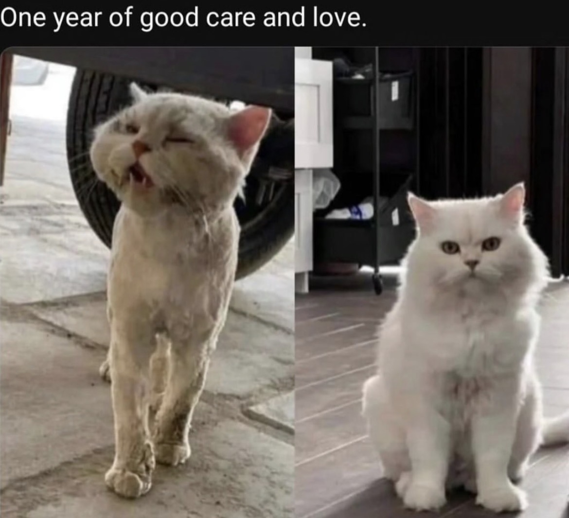 lined cats (@linedcats) on Twitter photo 