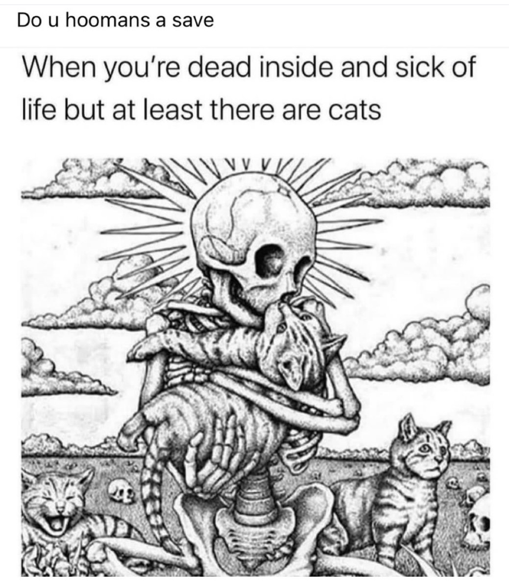 cats with powerful aura tweet media