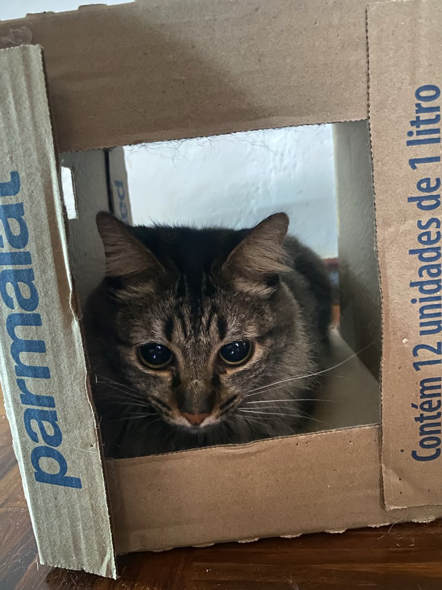 𝓐𝓷𝓪 🐈‍⬛ tweet media