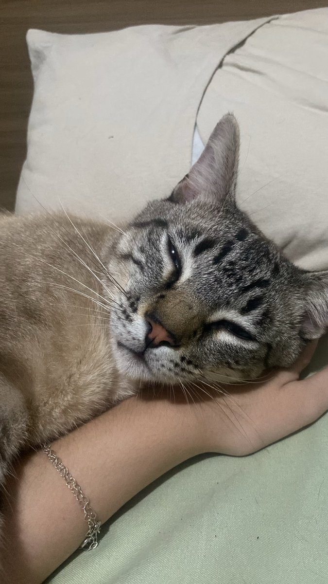 𝓐𝓷𝓪 🐈‍⬛ tweet media
