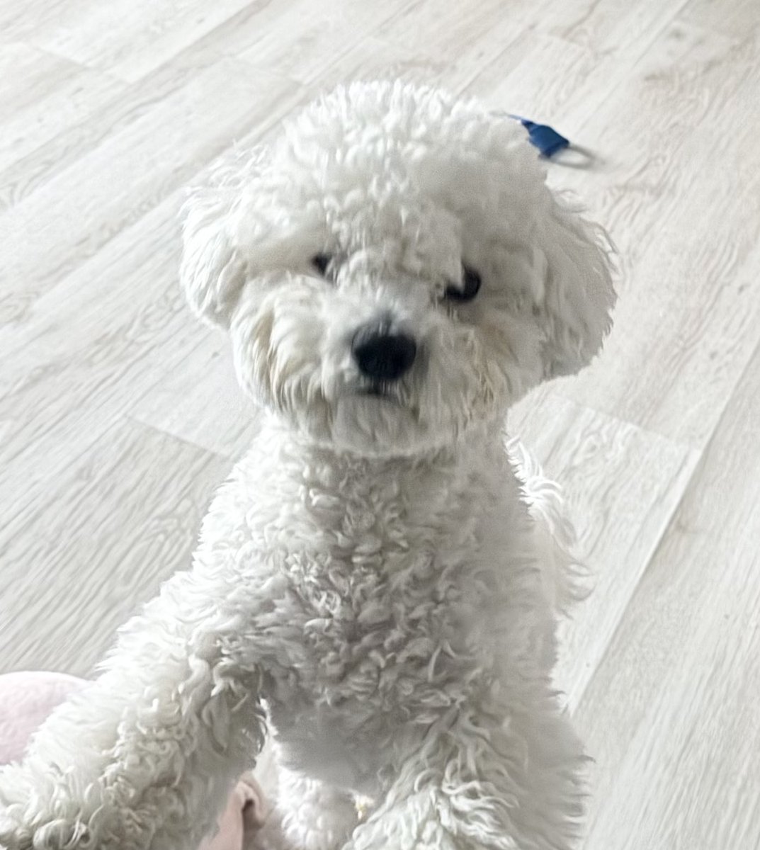 방긋이 tweet media