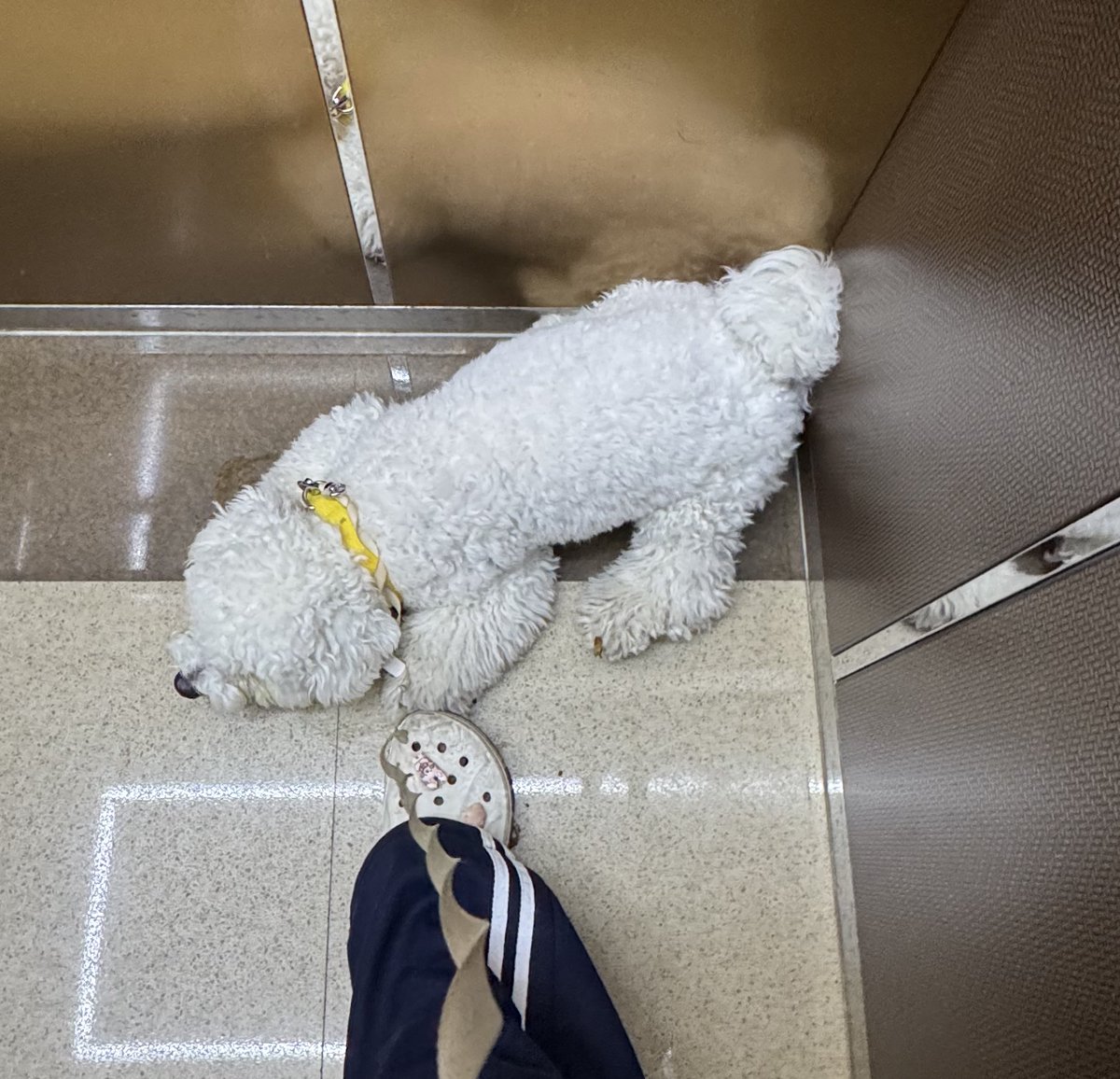 방긋이 tweet media