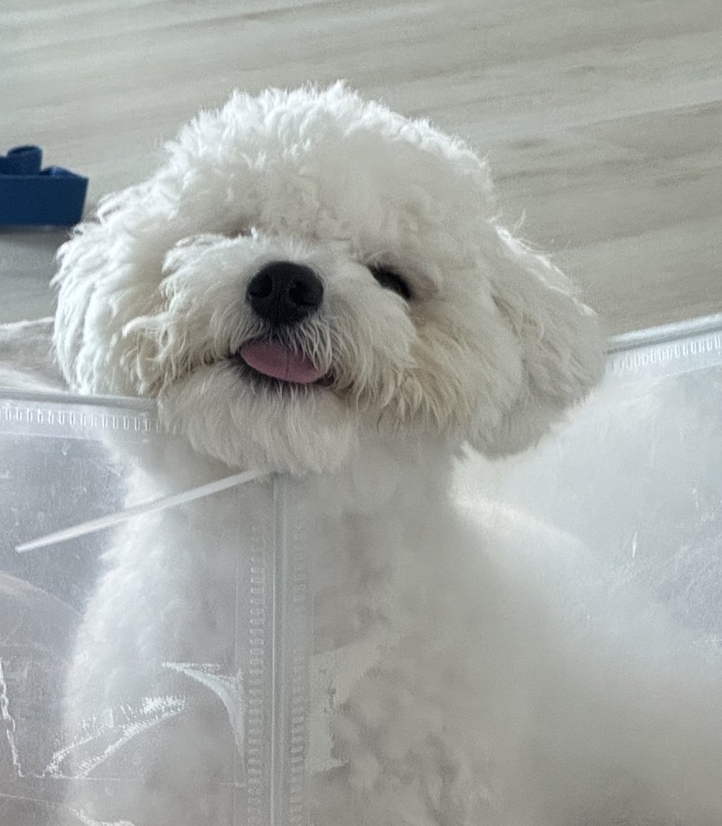 방긋이 tweet media