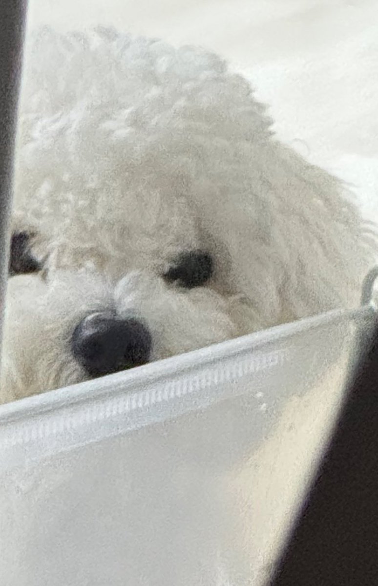 방긋이 tweet media